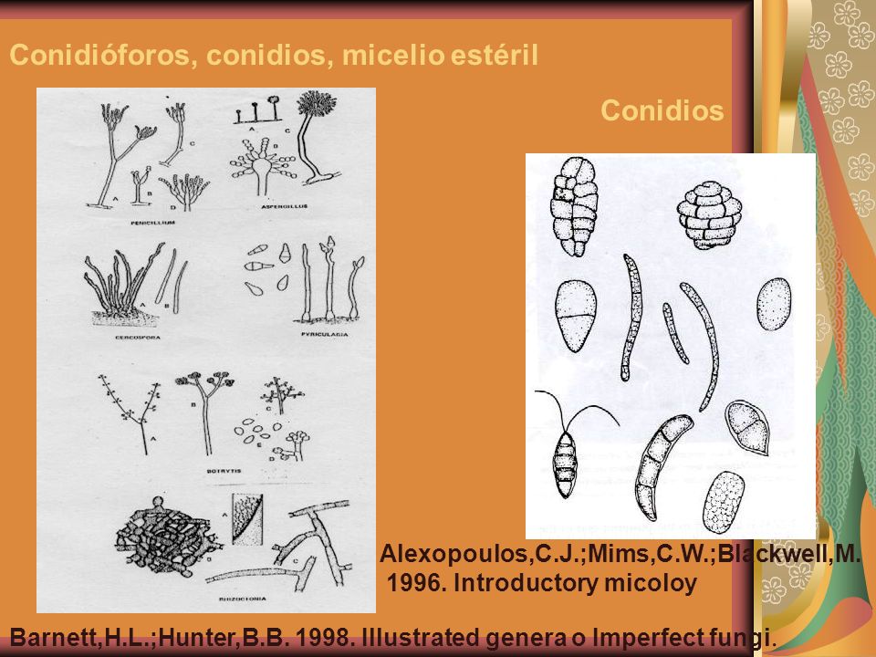 alexopoulos introduccion a la micologia
